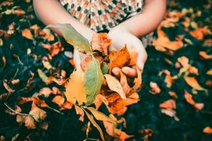 jardin en automne