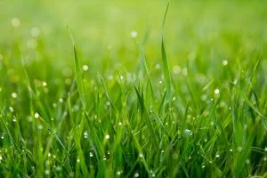 scarificateur herbe