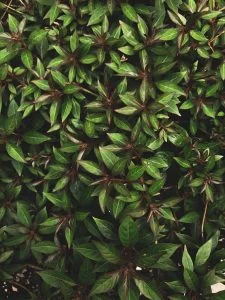 Overhead Shot of Photinia Leaves